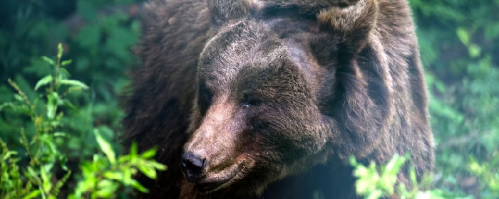 Под Челябинском мужчина выстрелил в лежащего на обочине медведя