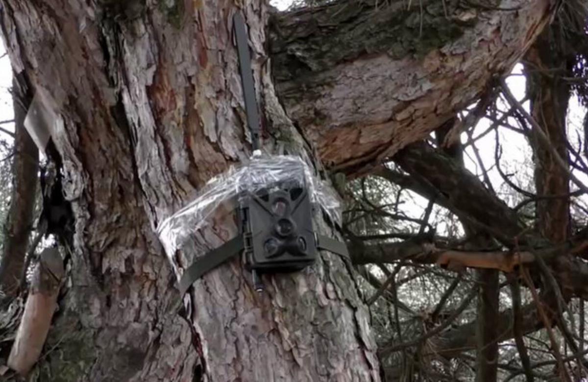 В ДНР нашли камеру спецслужб Украины на дереве у железной дороги