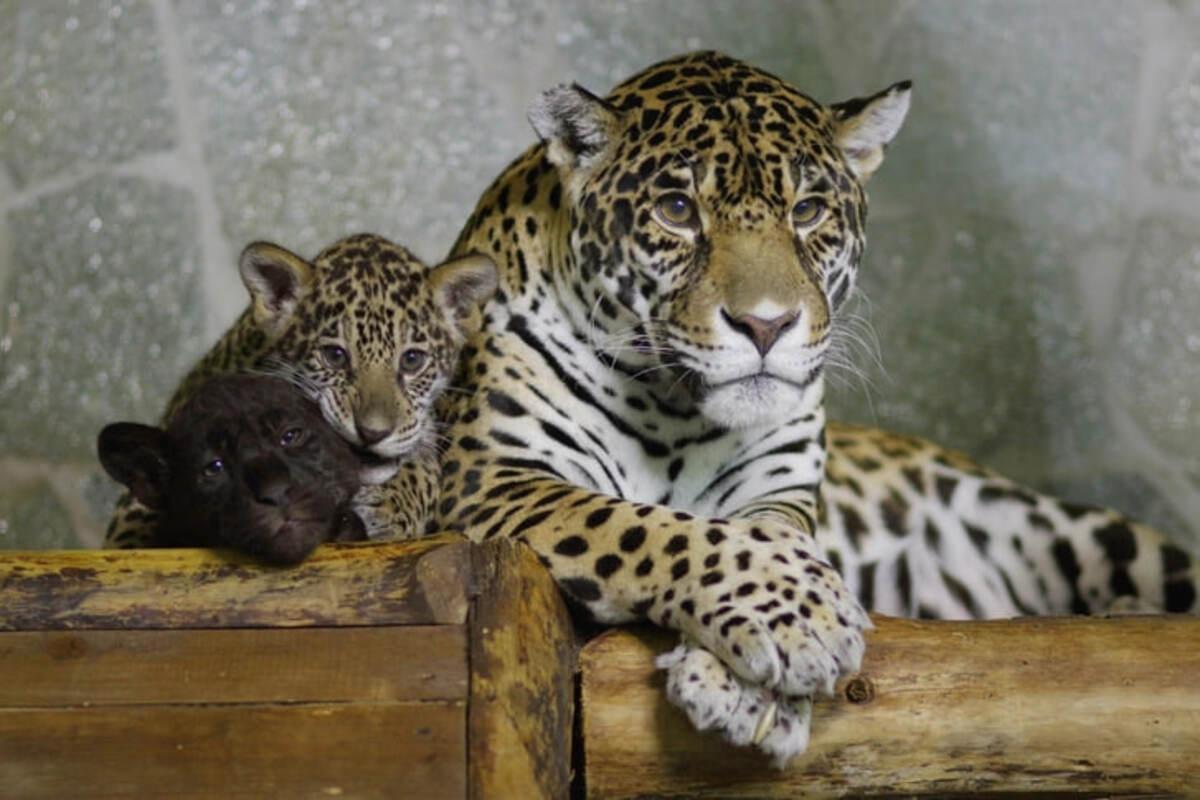 В Ленинградском зоопарке умерла самка ягуара