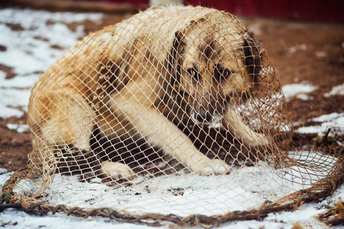 На отлов и стерилизацию бродячих животный власти Орска выделили 1,5 млн рублей
