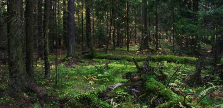 Вологодские леса за год принесли госбюджету более 1 млрд рублей