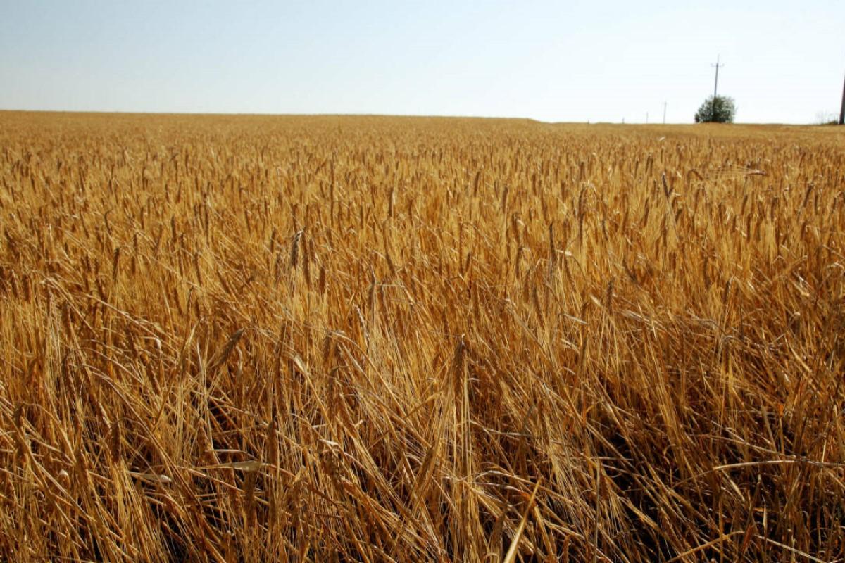 Татарстан вошел в топ-3 регионов РФ по производству сельхозпродукции