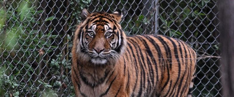 В Южной Африке новый тигр сбежал и вызвал панику в Йоханнесбурге