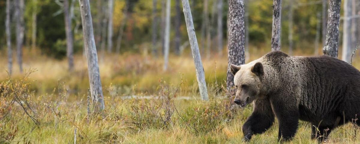 В Польше дикий медведь напал на активиста-эколога, добивавшегося охраны для его берлоги