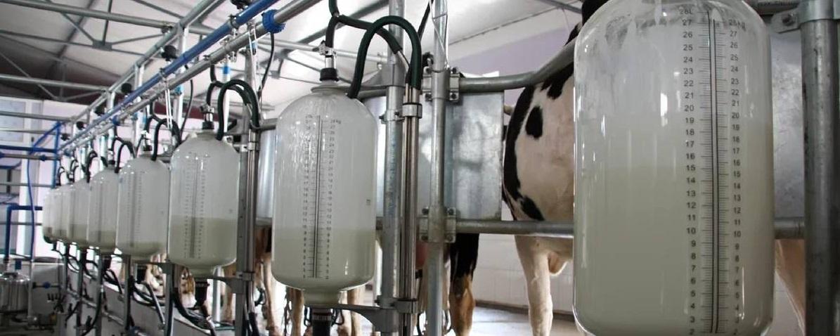 Власти Кузбасса впервые ввели субсидирование  фермеров, перерабатывающих молоко на своих производствах