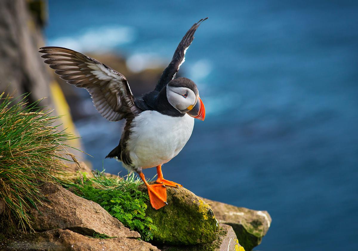 Ученые рассказали, как морские птицы путешествуют по воздуху и воде