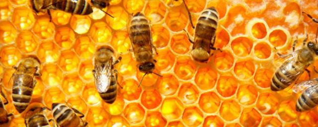 Приморцы намерены экспортировать в Японию гораздо больше мёда