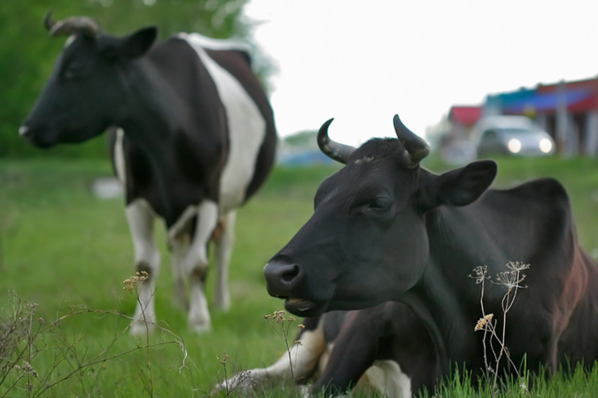 Новосибирская область победила ящур и открыла новые рынки
