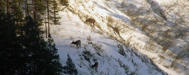 На «Столбах» из-за снежной зимы лисицы охотились на парнокопытных