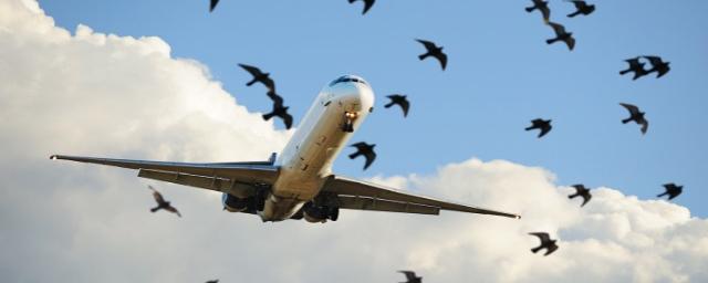 Пассажирский самолет столкнулся с птицами при посадке в аэропорту Ульяновска