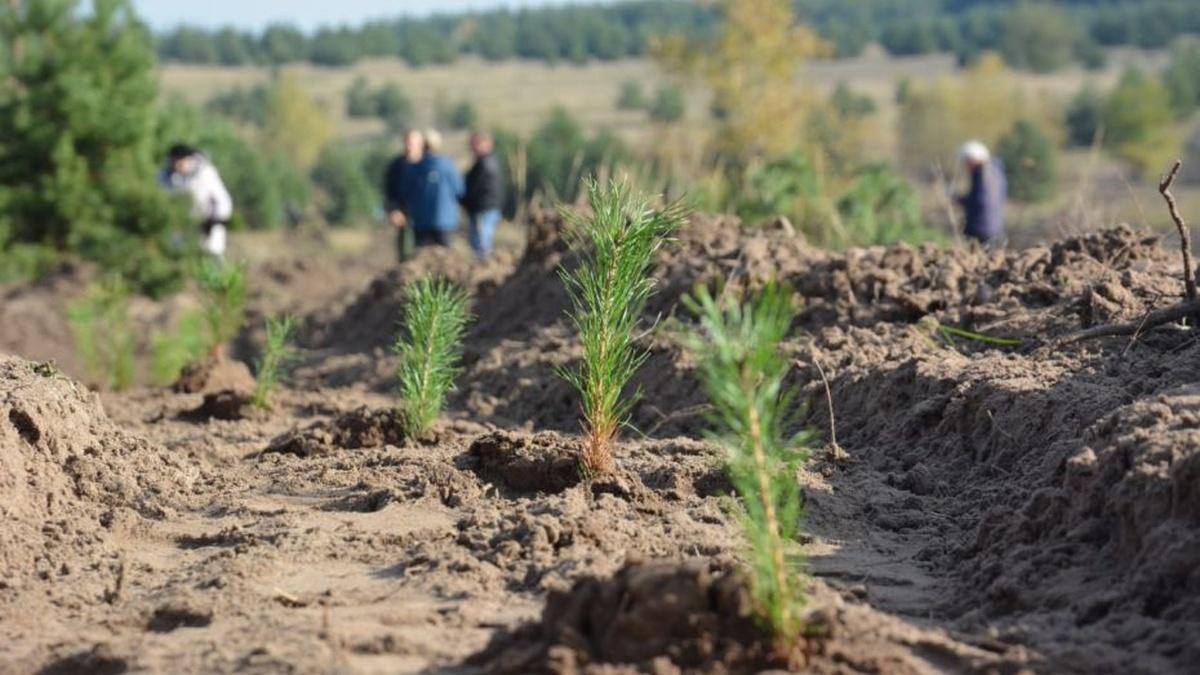 В Вологде массово высадят деревья