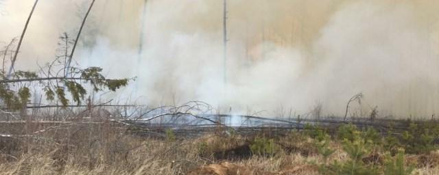 В Подмосковье за выходные ликвидировали два лесных пожара