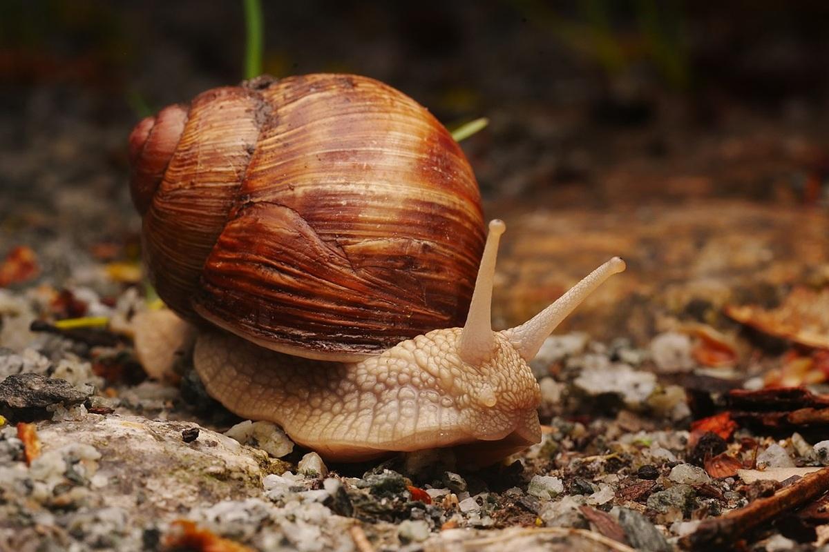 Липецкая область готовится к первому в истории улиточному фестивалю