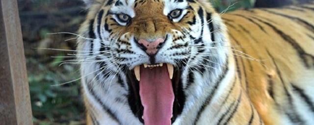 В крымском зоопарке «Тайган» тигр откусил палец годовалому мальчику