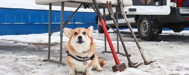 В Щелкове на выходных отметят день рождения Отряда спасателей и Маруси