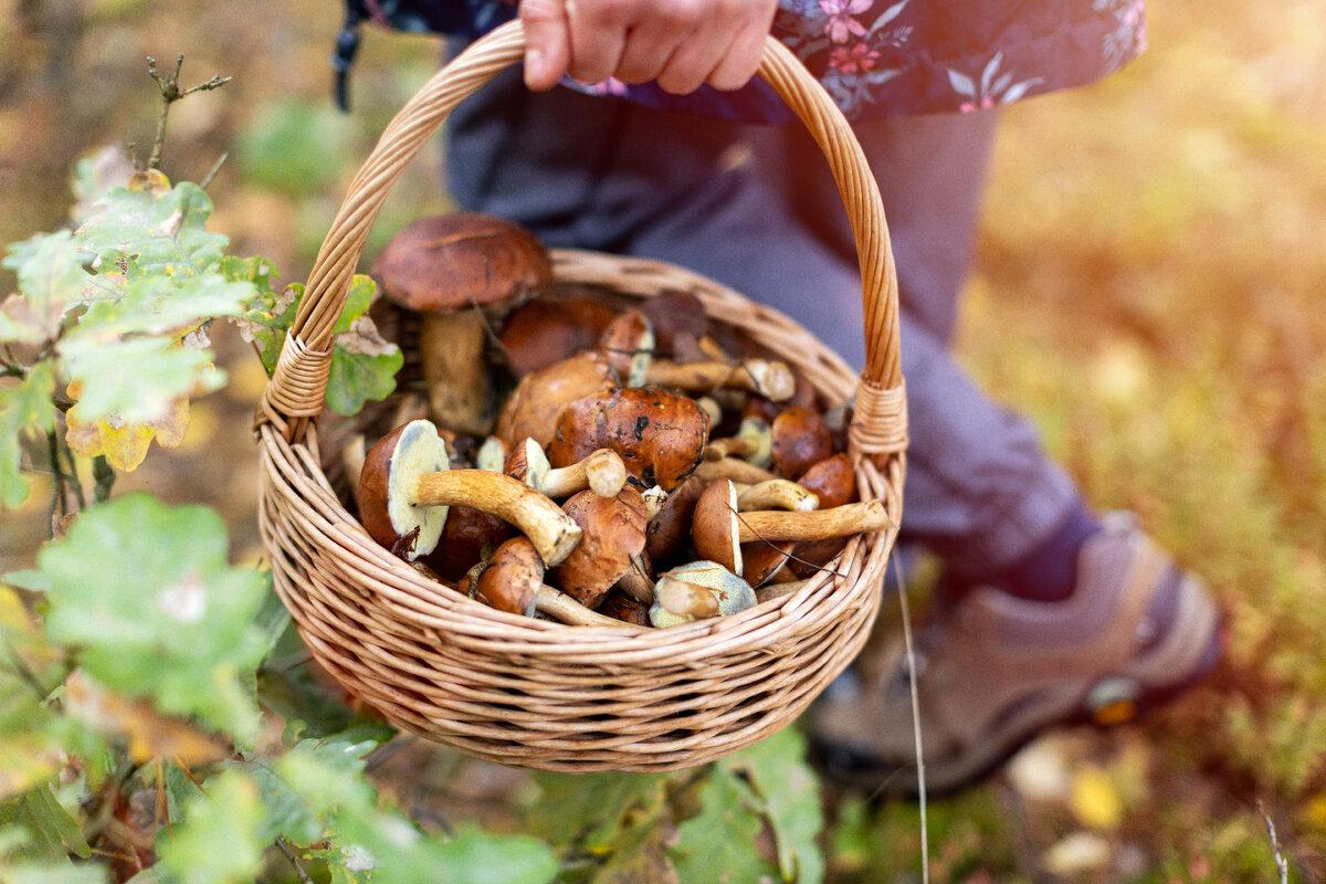 В лесах Санкт-Петербурга и Ленобласти открылся сезон грибов