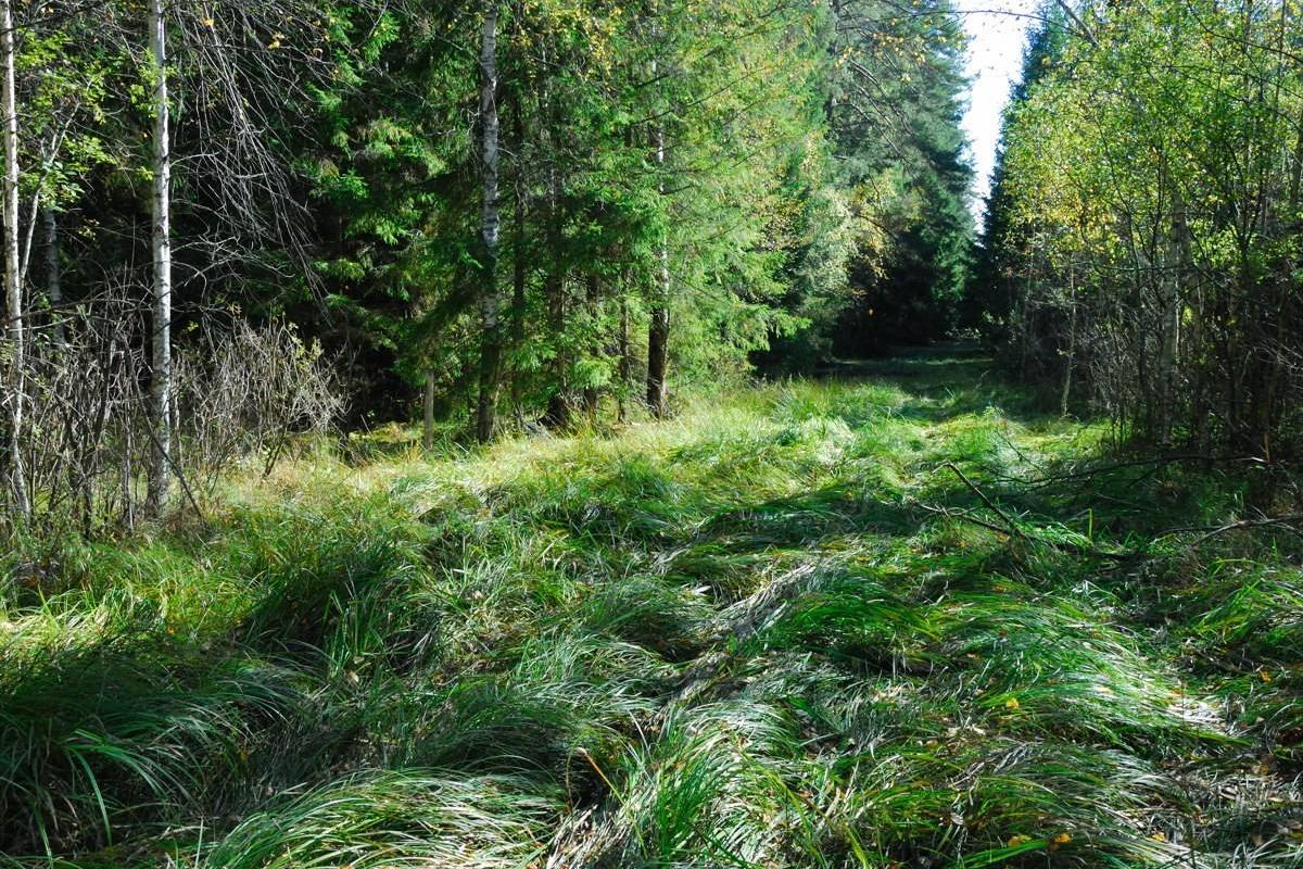 В Калужской области из-за угрозы пожаров запретили посещать хвойные леса