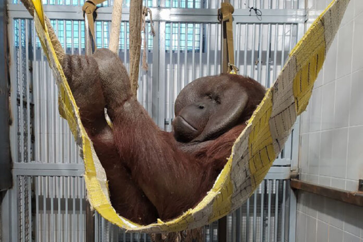 В Пермском зоопарке появились новые павильоны с птицами и обезьянами