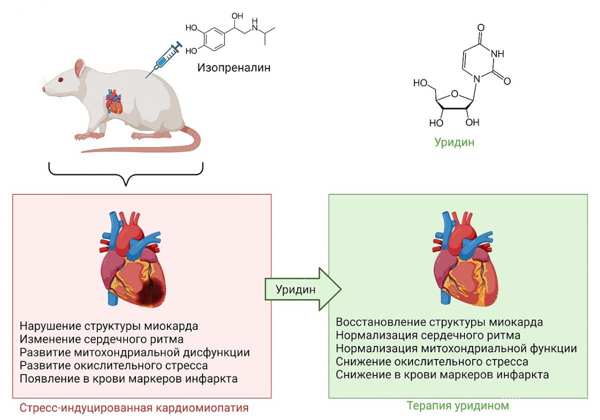 В МарГУ изучают новые способы защиты сердца от стресса