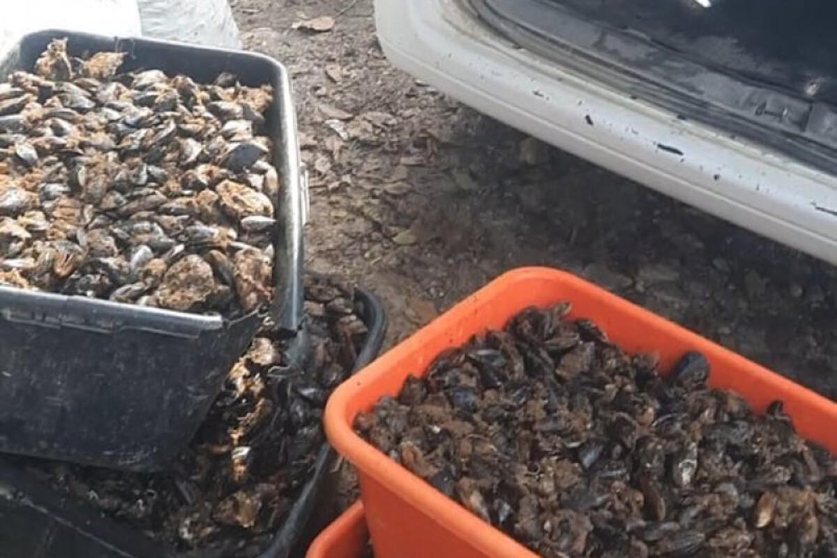 Севастопольцы получили условные сроки за незаконный вылов 16 тысяч мидий