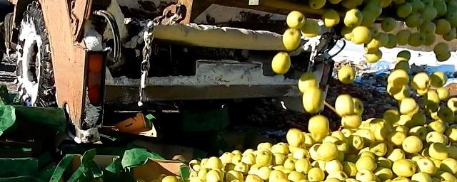 В Перми уничтожили 900 кг яблок и груш из Польши