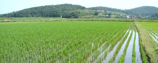 В Ростовской области урожайность риса выросла на треть
