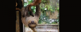 Детенышу ленивца в Ленинградском зоопарке дали имя