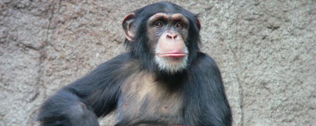 Движения губ шимпанзе похожи на человеческие