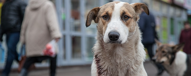 В бюджет Астраханской области внесли пункт о борьбе с бродячими собаками