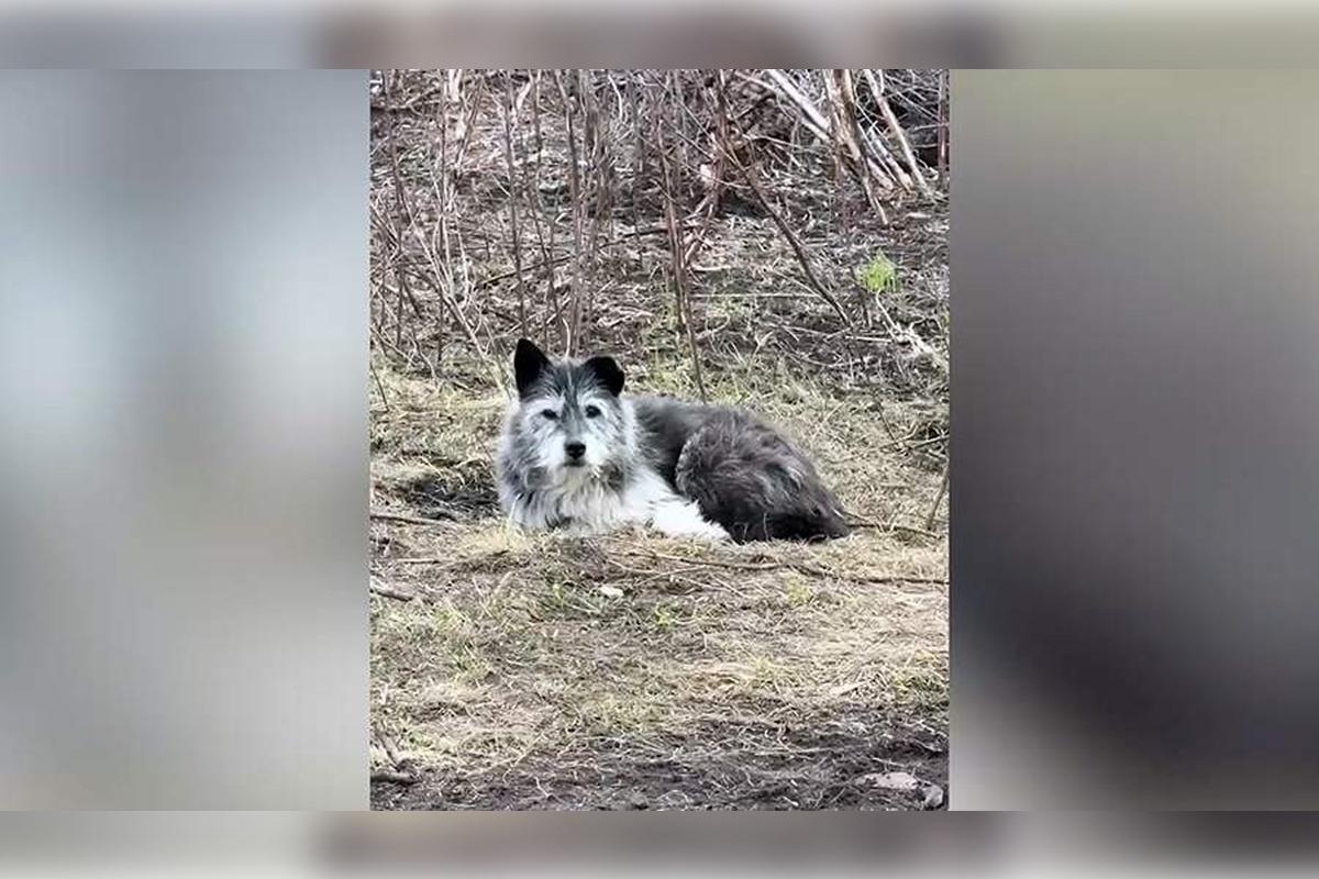 В Башкирии появился свой Хатико