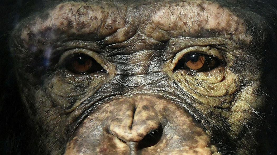 Вирусолог Альтштейн: Число больных оспой обезьян людей в мире может увеличиться