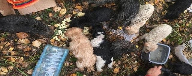 Видео: Под Новосибирском неизвестные выбросили в лесу 11 щенков