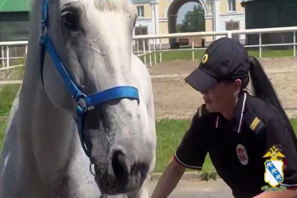 Для полицейского коня Васи в Курске ищут напарника