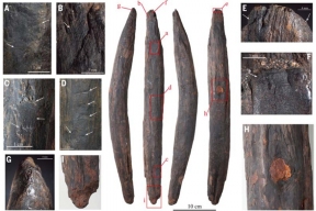Сенсационная находка: в Китае раскопали древнейшие деревянные орудия палеолита
