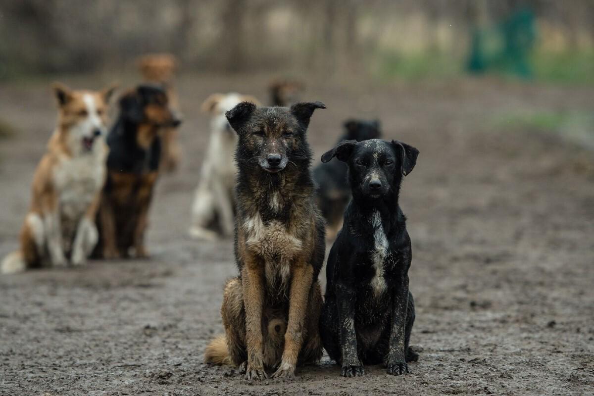 В Магаданской области будут убивать бездомных животных