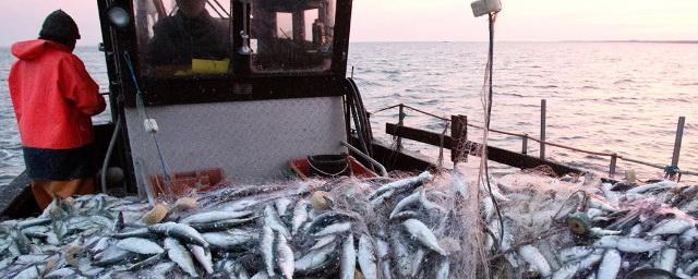 В России из-за изменения Таможенного кодекса может подорожать рыба