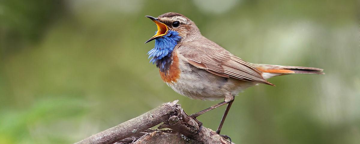 Российские ученые обнаружили у певчих птиц лишнюю хромосому