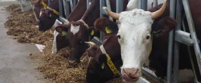 В Приамурье открыли молочный комплекс на 490 голов скота