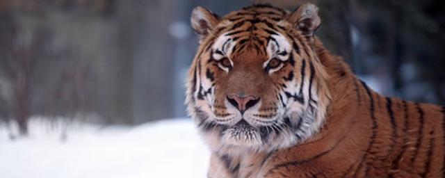 Амурский тигр растерзал охотника в тайге Хабаровского края
