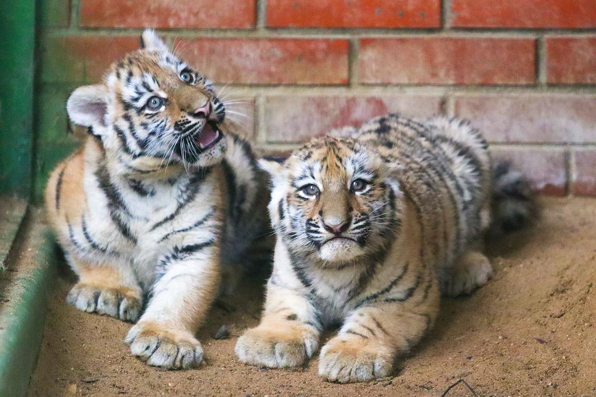 В Московском зоопарке пара краснокнижных амурских тигров обзавелась потомством – двумя малышами