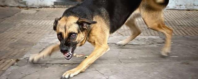 В Астрахани погибшая от укусов собак была дочерью директора местного вуза