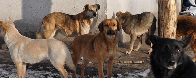 Бродячих собак в Воронеже решено не отстреливать, а усыплять