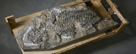 Australian scientists have discovered the skeleton of an ancient amphibian 240 million years old