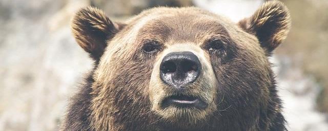 Жители Сургута заметили медведя на дачных территориях