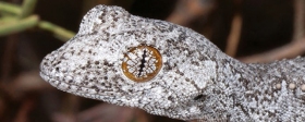 В Австралии найден новый вид гекконов с психоделическими глазами