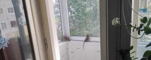 Жильцы дома в центре Архангельска пожаловались на нашествие крыс в квартиры