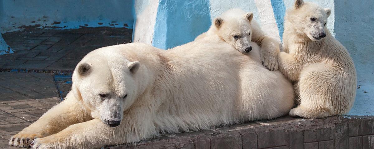 Новосибирский зоопарк закрылся до конца апреля