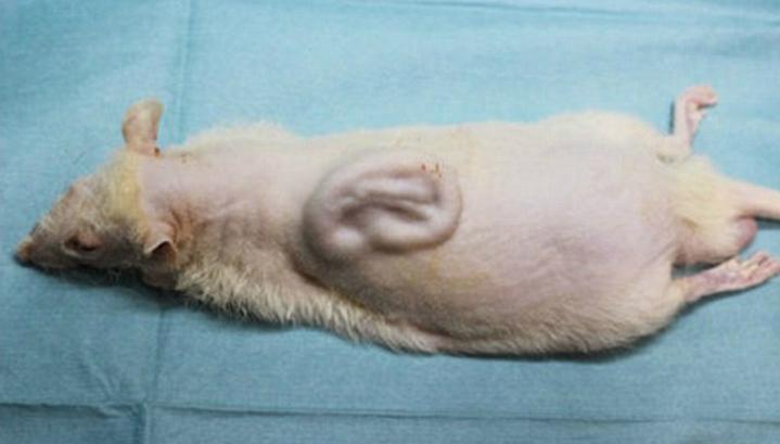 Японские ученые вырастили на спине крысы человеческое ухо