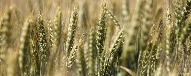 Краснодарский край побил рекорд по сбору озимых, убрав 12,4 миллиона тонн зерна