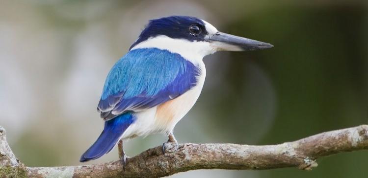 В США ученый поймал и убил для коллекции редчайшую птицу